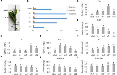 Conserved MicroRNA Act Boldly During Sprout Development and Quality Formation in Pingyang Tezaocha (Camellia sinensis)